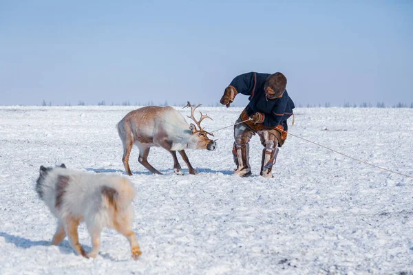 Muy Norte Península Yamal Nentsy Conducir Los Renos Hombre Atrapado — Foto de Stock