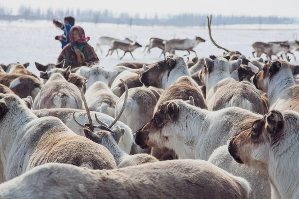 Far North Yamal Peninsula Nentsy Rijden Rendieren Assistent Rendierfokker — Stockfoto