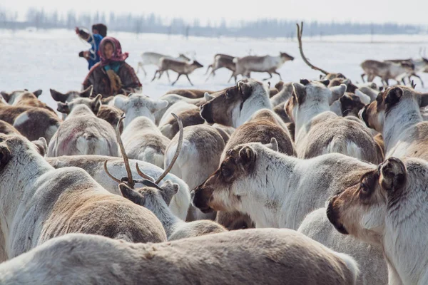 Daleka Północ Półwysep Yamal Nentsy Jazdy Reniferów Asystent Hodowcy Reniferów — Zdjęcie stockowe