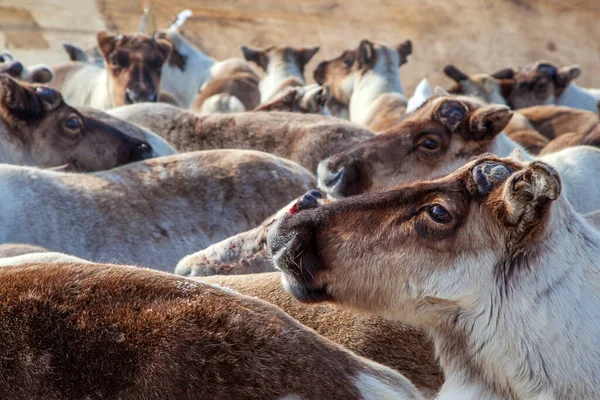 Uzak Kuzey, Yamal Yarımadası, Ren geyikleri birbirlerine yakın dururlar. 
