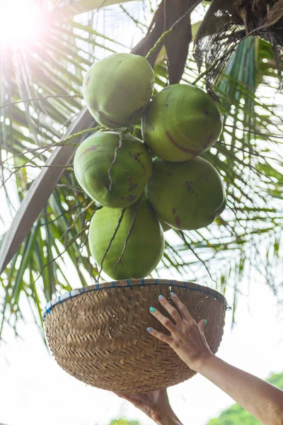 Kokosnoot Oogsten Vrouwelijke Handen Reikend Naar Een Boom — Stockfoto