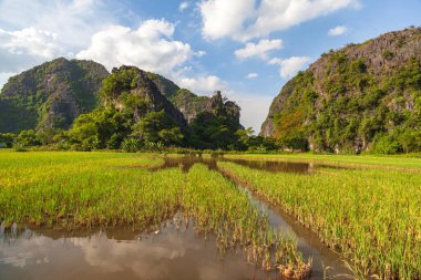 Ninh Binh, Vietnam, dağların arasındaki güzel pirinç tarlaları, dağın tepesinden manzara, Tam Coc Ulusal Parkı