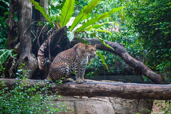 Leopardo Habitat Natural Preparado Para Salto Sobre Presa — Fotografia de Stock