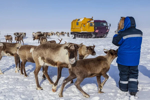 Βοσκότοποι Nord Reindeers Ανθρωπιστική Βοήθεια Στους Κατοίκους Του Βορρά Οχήματα — Φωτογραφία Αρχείου