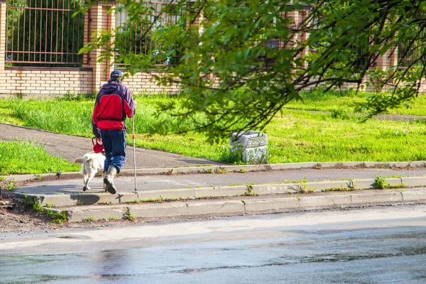 Собака Поводырь Помогает Слепому Перейти Дорогу Инвалид — стоковое фото