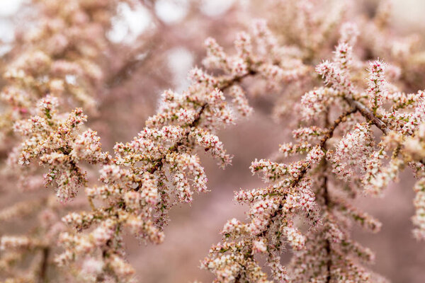 розовые цветы на ветвях вишни, розовый размытый фон
