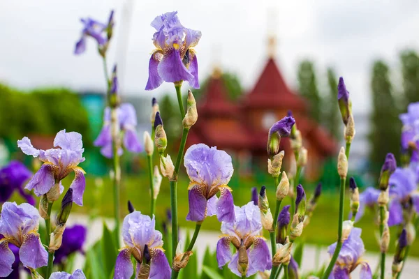 Gladiolos Púrpura Fondo Una Iglesia Madera — Foto de Stock