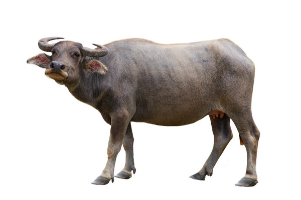 Год быка, буйвол с рогами, символ 2021 года на белом фоне, изолированный
