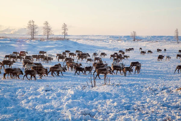 Ver Noorden Yamal Schiereiland Noordelijke Rendieren — Stockfoto