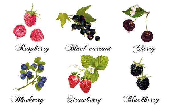 Relistic berries set — Stock Vector