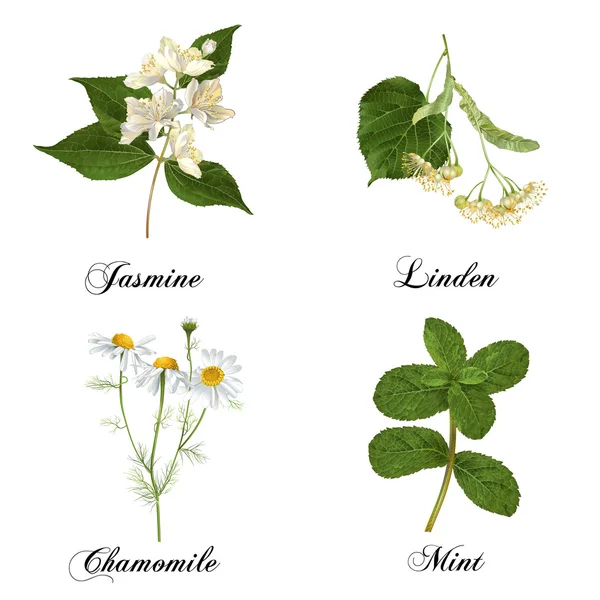 Set de plantes de guérison — Image vectorielle