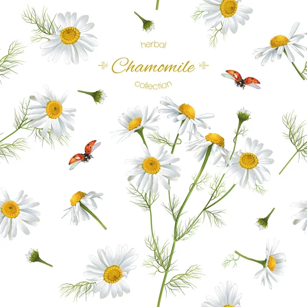 Papatya çayı Kusursuz Desen