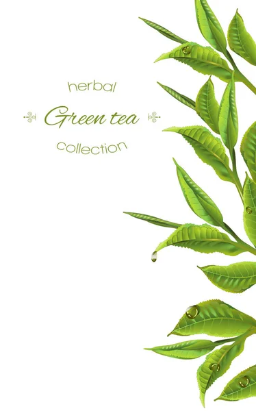 Groene thee banner — Stockvector