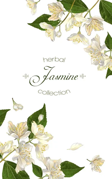 Banner de flores de jazmín — Vector de stock