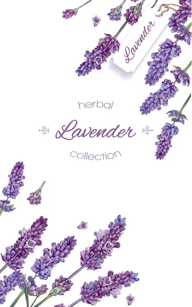 Lavendel bloemen banner — Stockvector