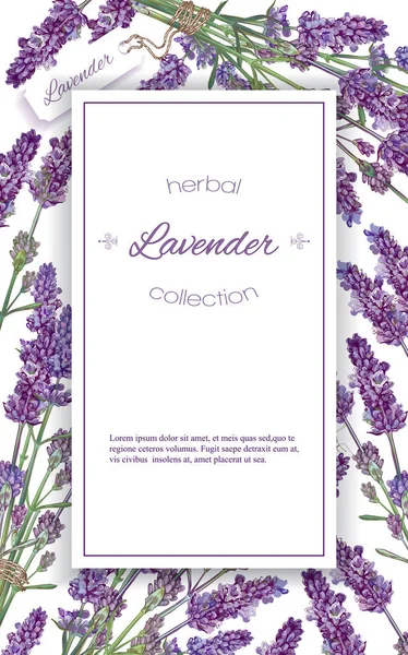 Banner de flores de lavanda — Vetor de Stock