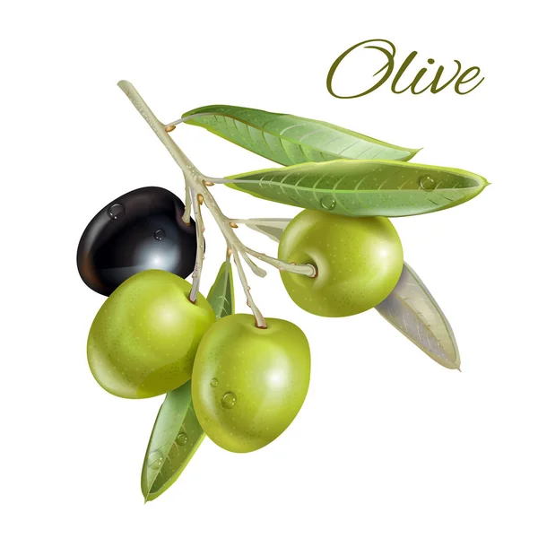 Olive horizontale banner — Stockvector