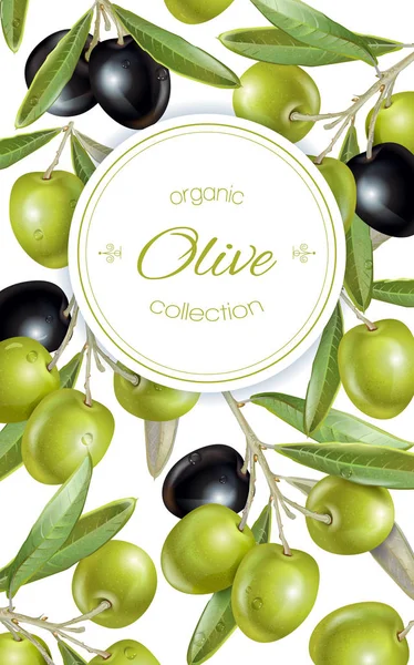 Olive verticale banner — Stockvector