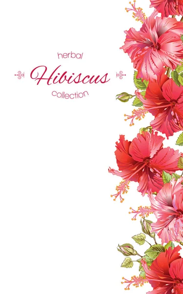 Banner de flor de hibisco — Vector de stock