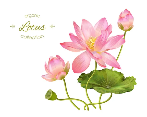 Lotus realistyczne ilustracje — Wektor stockowy