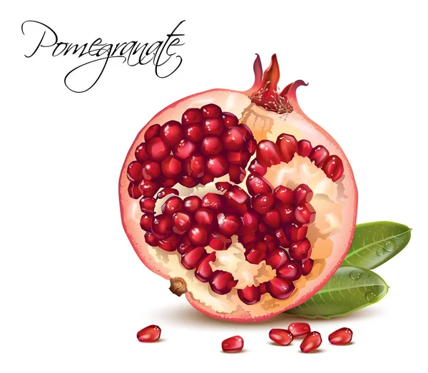Pomegranate realistic illustration — Stock Vector