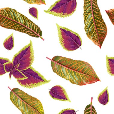 Tropial bitki deseni