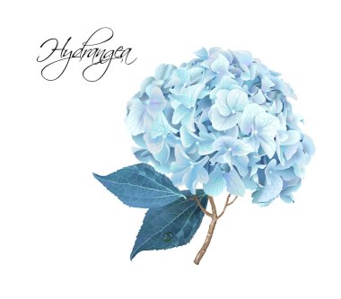 Ortanca gerçekçi illüstrasyon