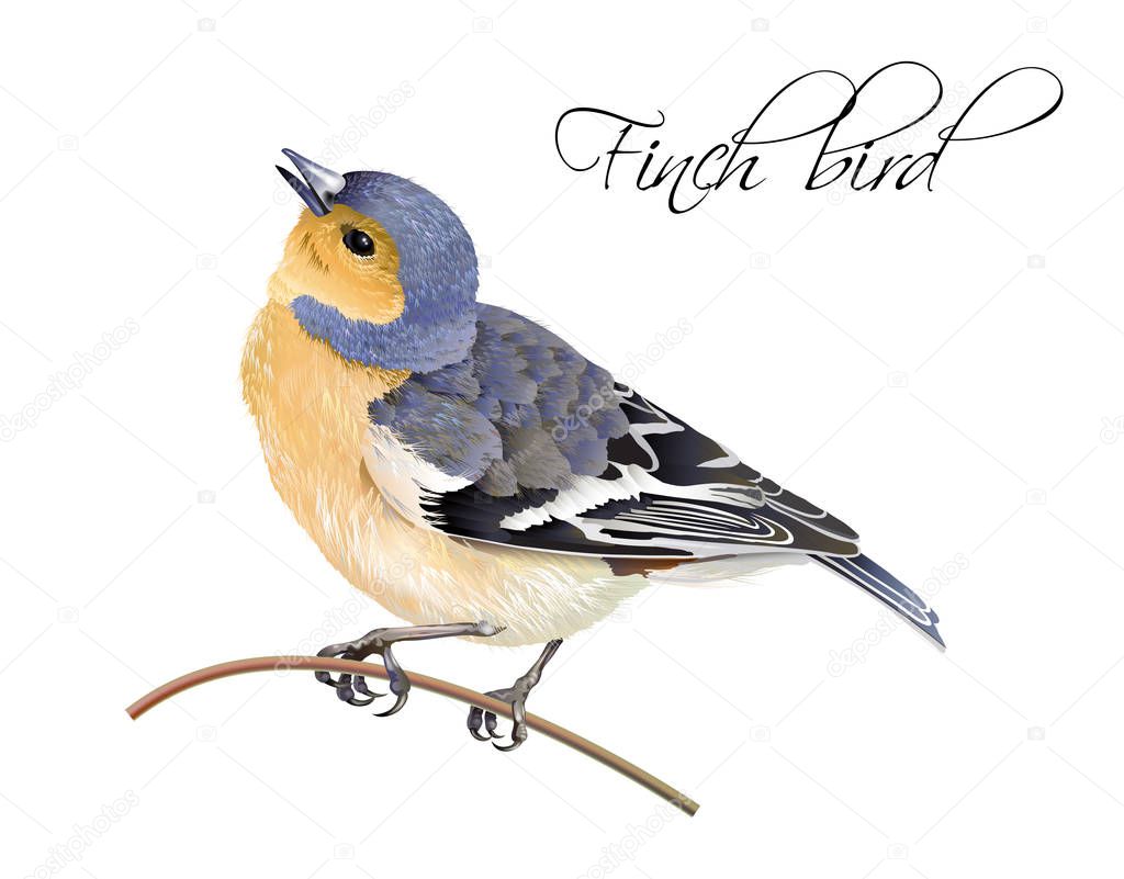 Finch bird illustration