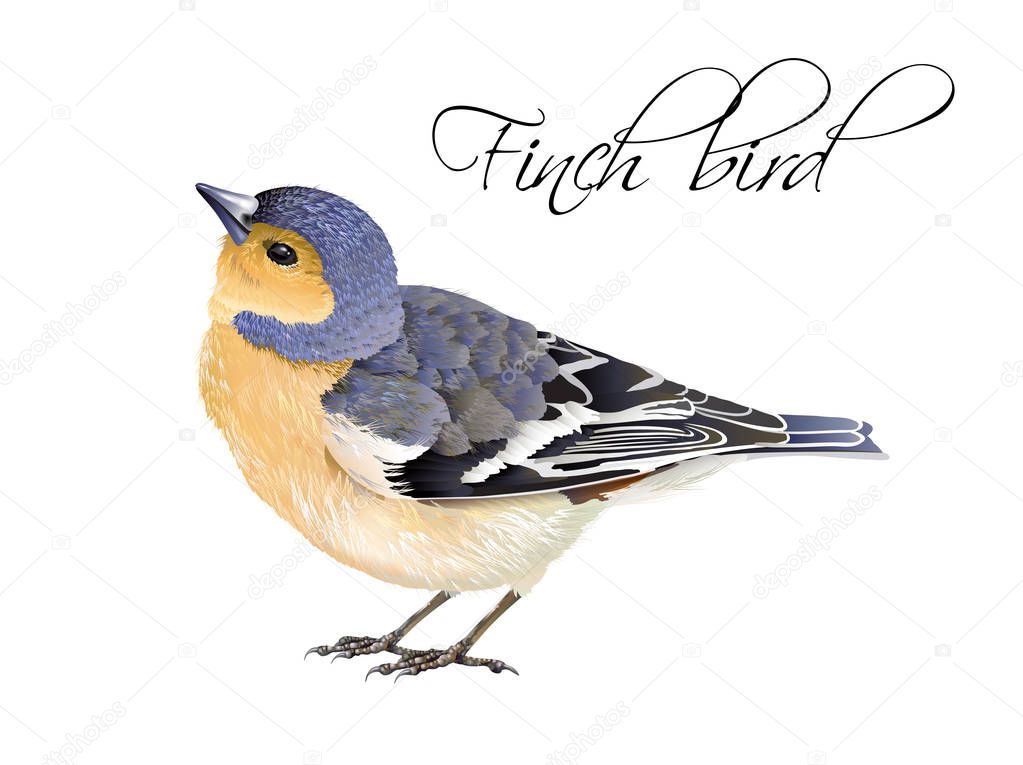 Finch bird illustration