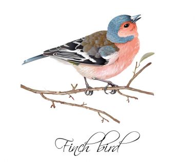 Finch kuş çizimi