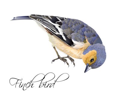 Finch kuş çizimi
