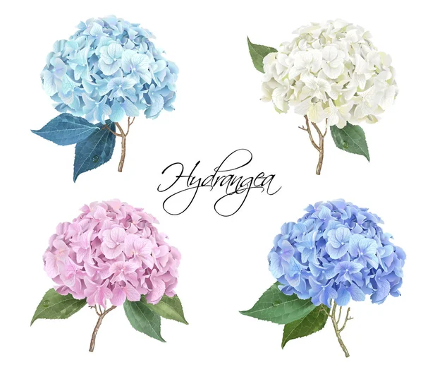 Hortensia realistisk illustration set — Stock vektor