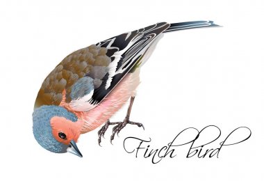 Finch kuş çizimi