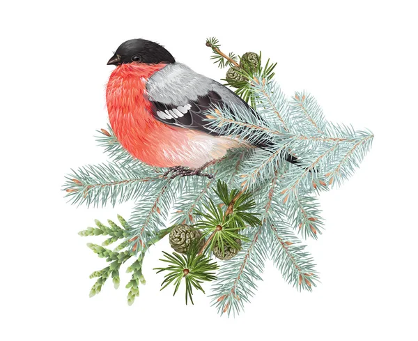 Bullfinch winter composition — Stock Vector