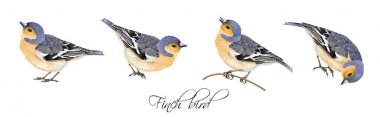 Finch kuş illüstrasyonlar seti
