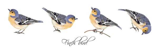 Finch vogel illustraties set — Stockvector