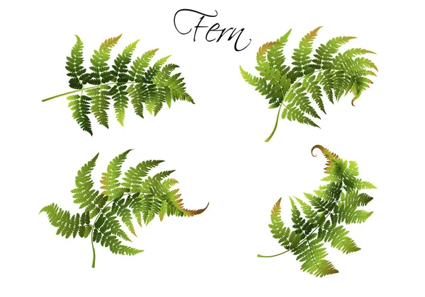 Fern illustration set — Stock vektor