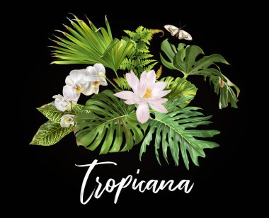 Tropicana bitkiler compostion