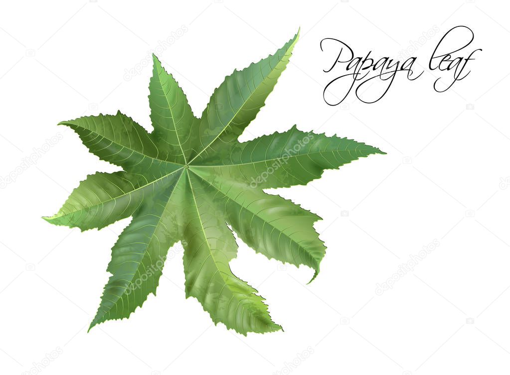 Papaya leaf illustration