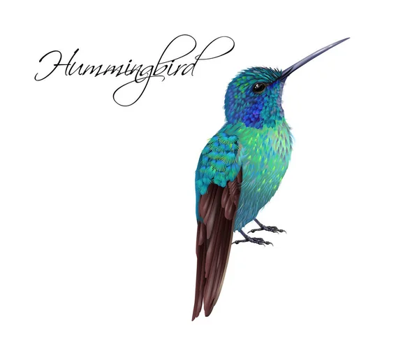Hummingbird realistic illustration — Stock Vector
