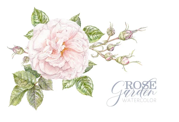 Aquarell Rose Blume Bild isoliert auf weiß — Stockfoto