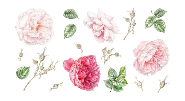 Akvarell lila virág készlet elszigetelt fehér — Stock Fotó