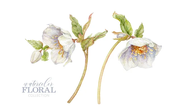 Aquarel hellebore bloem set geïsoleerd op wit — Stockfoto