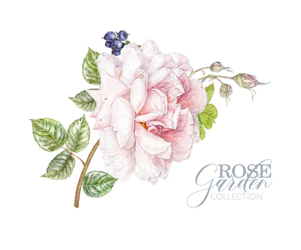 Aquarell-Karte mit rosa Rose und Beeren — Stockfoto