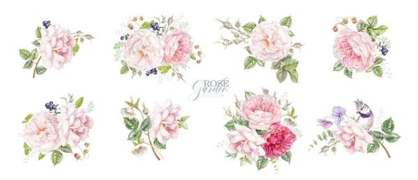 Akwarela z różową różą i jagodami — Zdjęcie stockowe