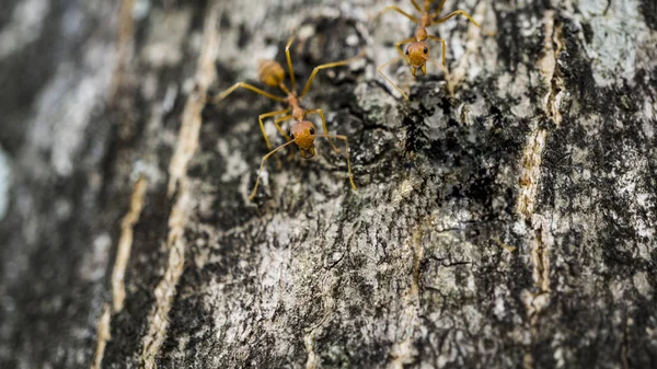 Tim makro semut — Stok Foto