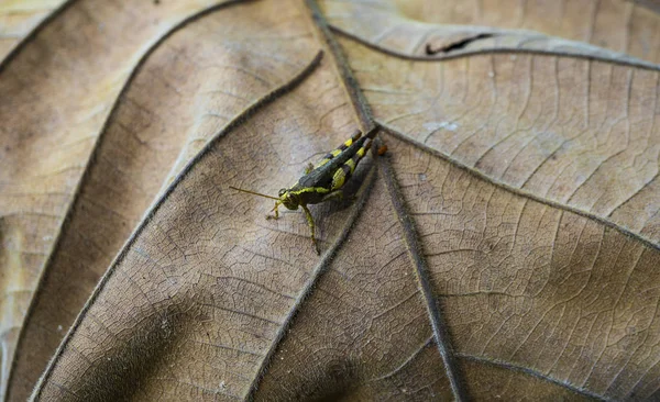 Kumbang di atas daun — Stok Foto