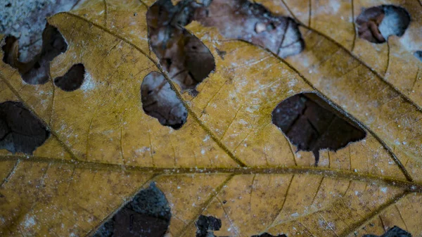 黄色の葉秋 — ストック写真