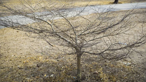 çıplak bush sonbahar 