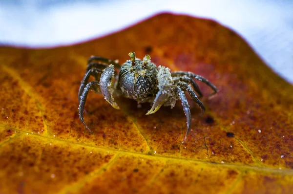 Makro kepiting mini — Stok Foto